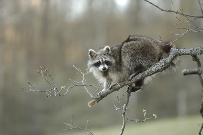 raccoon