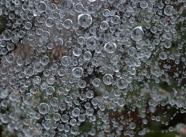 spider-web-dew