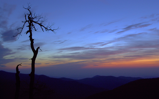 sunrise-deadtree