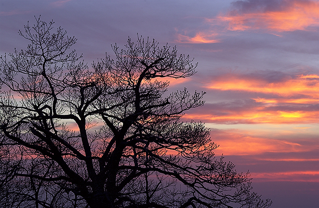 sunset-tree