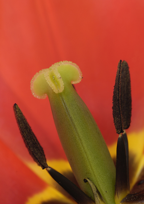 tulip-macro2