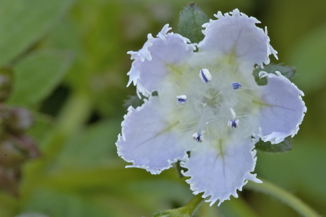 white-flower-macro