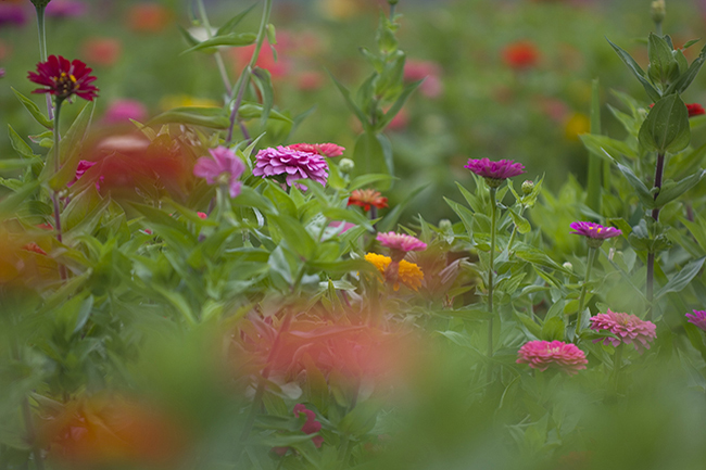 wildflowers-2