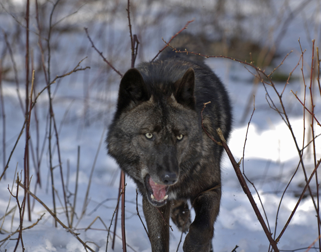 wolves-005