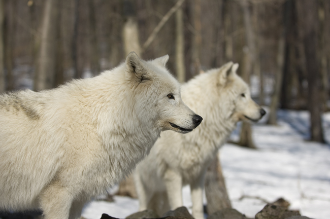 wolves-33