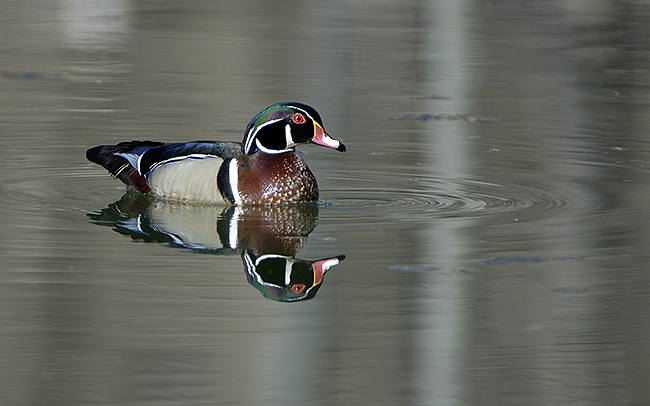 woodduck-12