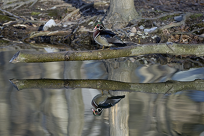 woodducks-05