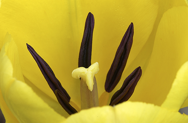 yellow-tulip-macro