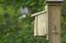 bluebird