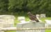 buzzard