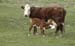 cow-calf