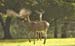 deersnort