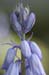 english-bluebell