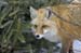 fox-11
