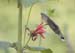 hummingbird