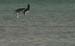 pelicans-diving