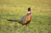 pheasant