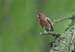 purple-finch