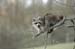 raccoon