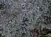 spider-web-dew