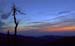 sunrise-deadtree