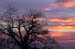 sunset-tree