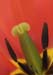 tulip-macro2