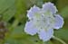 white-flower-macro