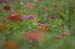 wildflowers-2