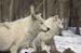 wolves-33
