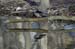 woodducks-05