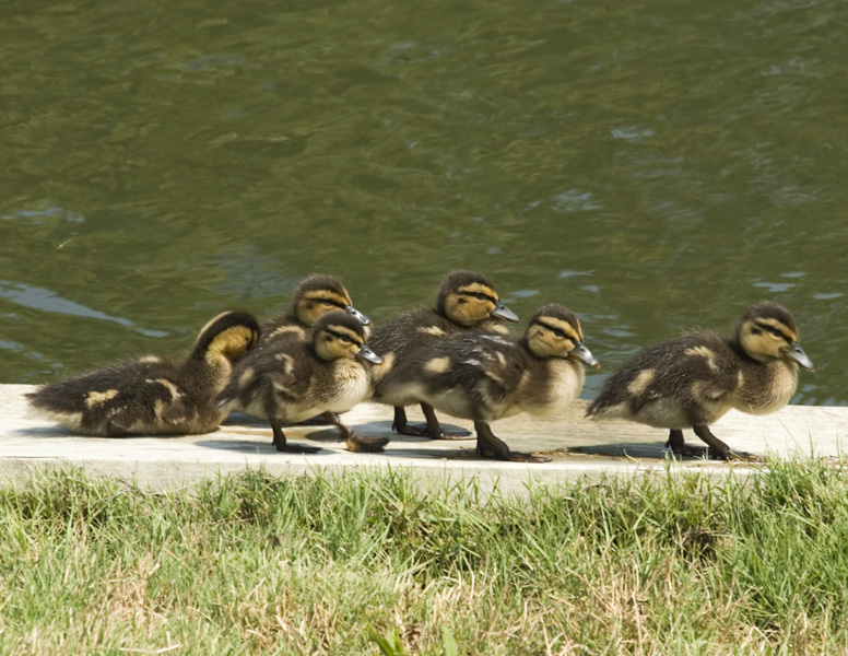 baby ducks st michaels-09