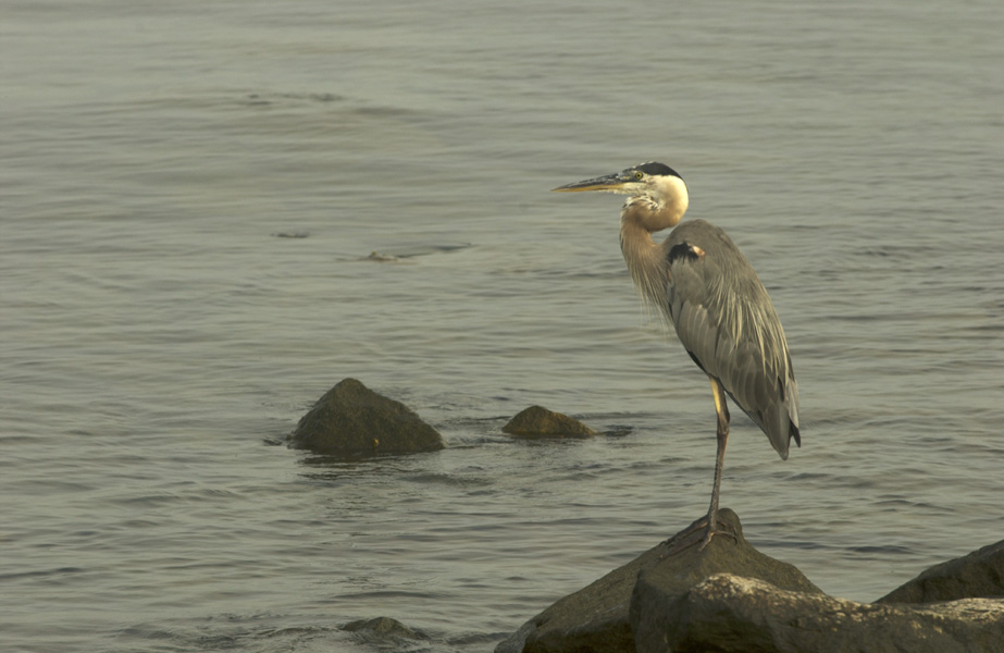 blue heron closeup-2