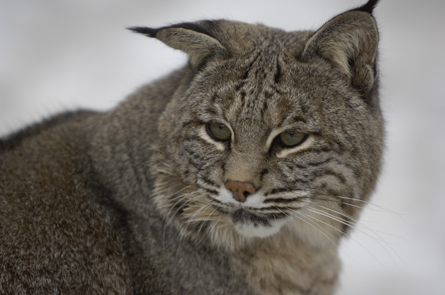 bobcats-38