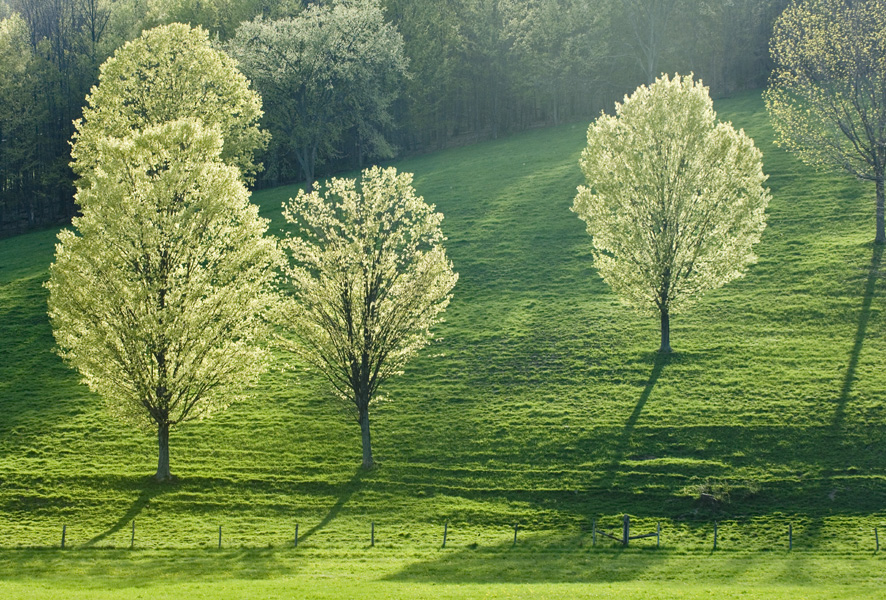 brilliant maple trees-tioga 0507-20