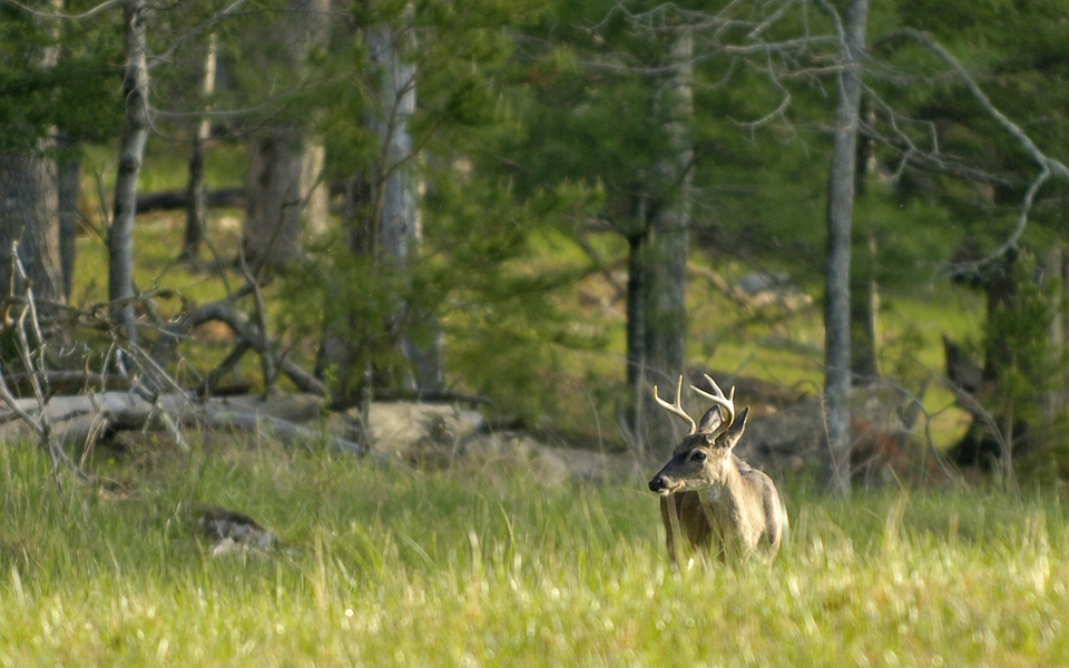 buck cades cove-2