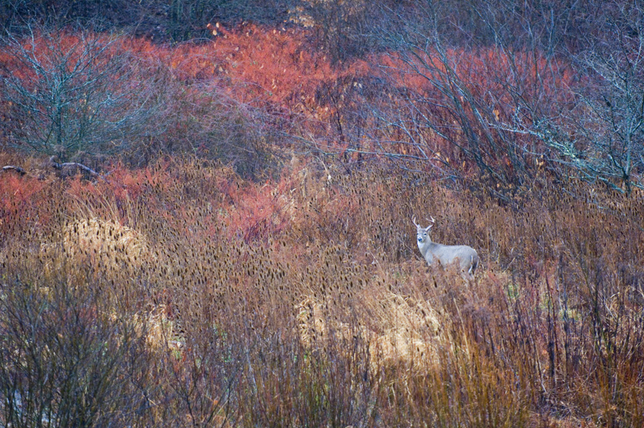 buck near beaver damn-3