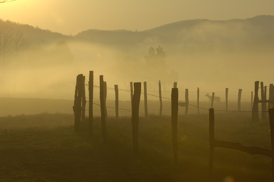deer fence