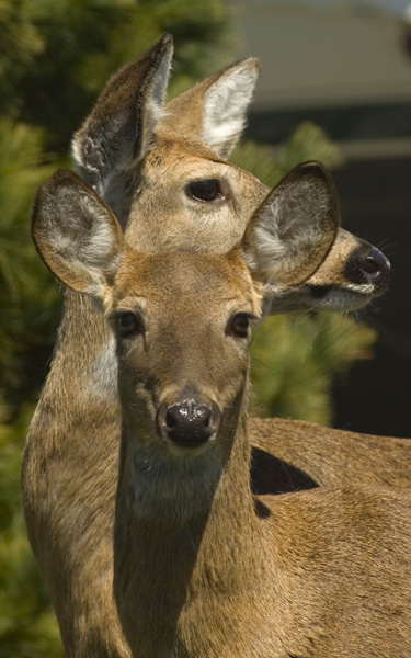 deer-bach pt-18