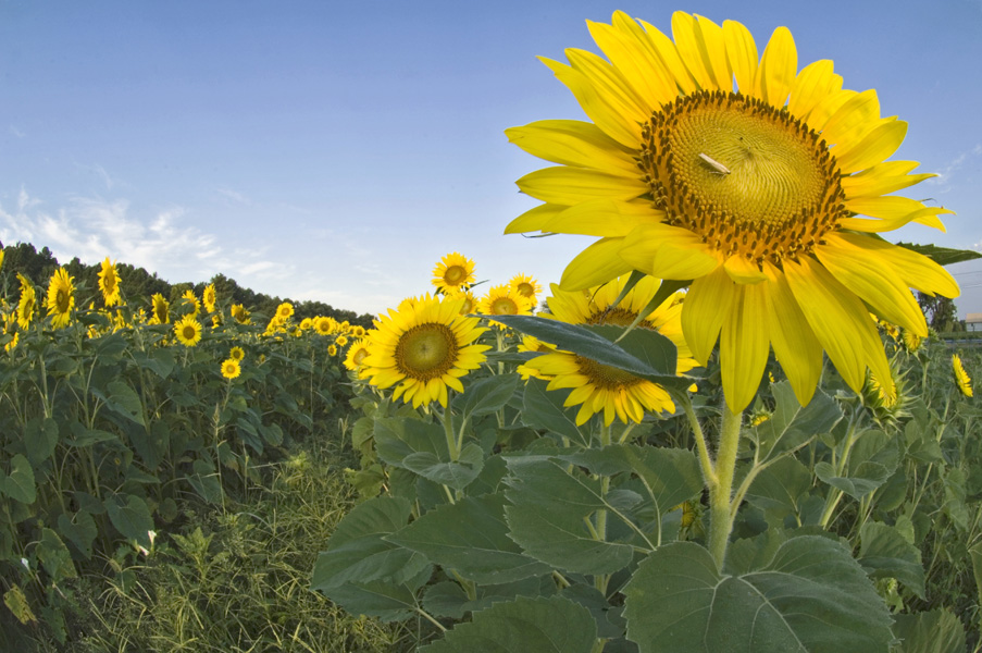 eason sunflowers 10mm-16