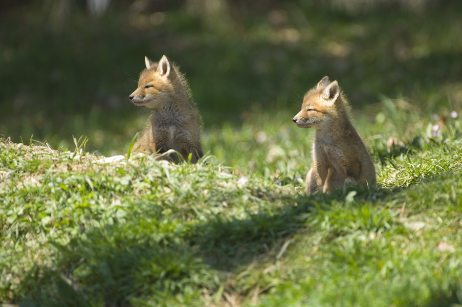 fox-050307-01
