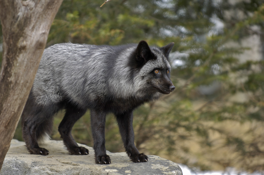 fox-60