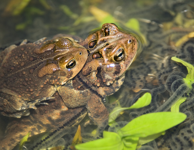 frogs mating-2