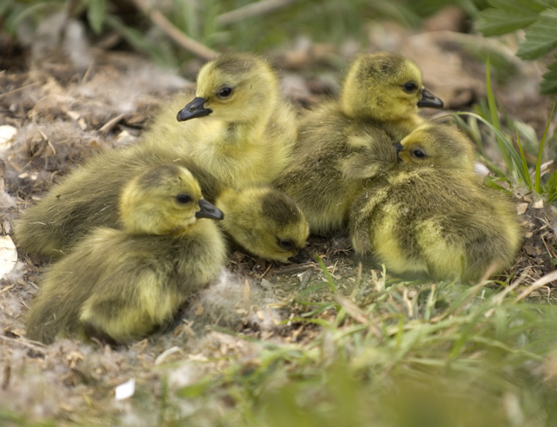 goslings day 2-02