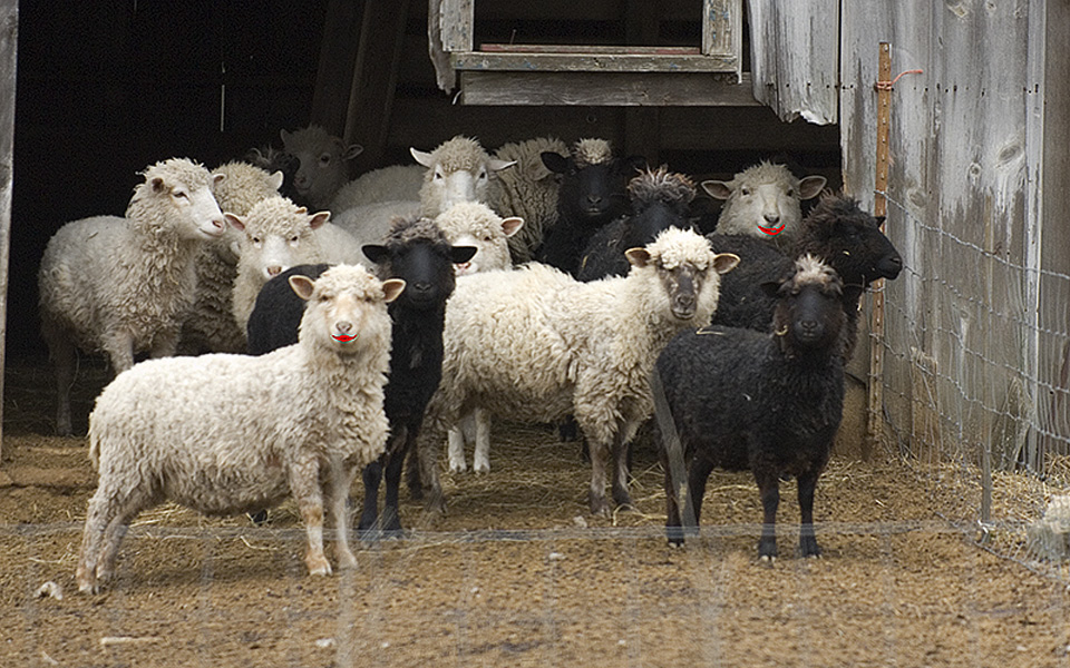 sheep-cape may-14 lipstick