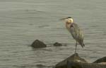 blue heron closeup-2