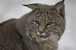bobcats-38