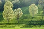 brilliant maple trees-tioga 0507-20