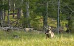 buck cades cove-2
