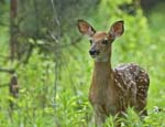 deer fawn  brace road-02